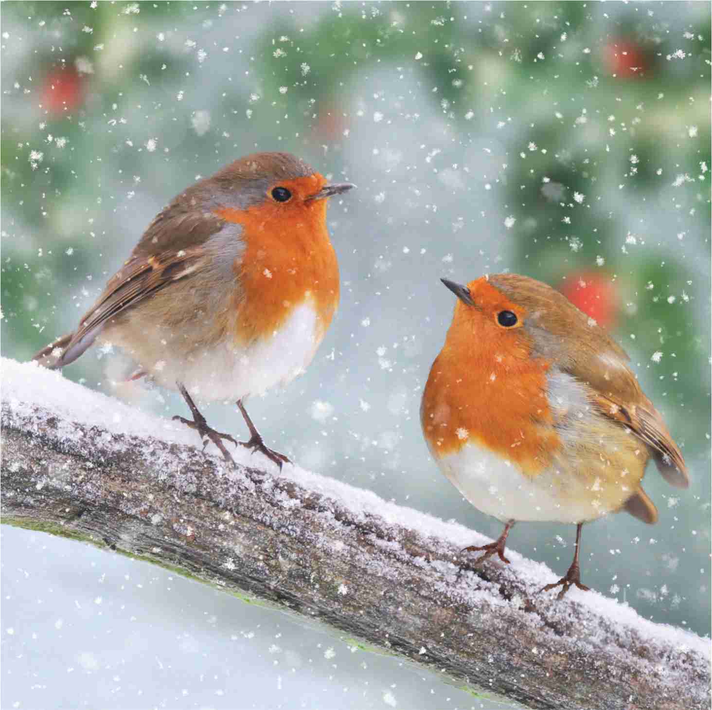 2 robin 2 Robins Christmas Card - KH Hospice