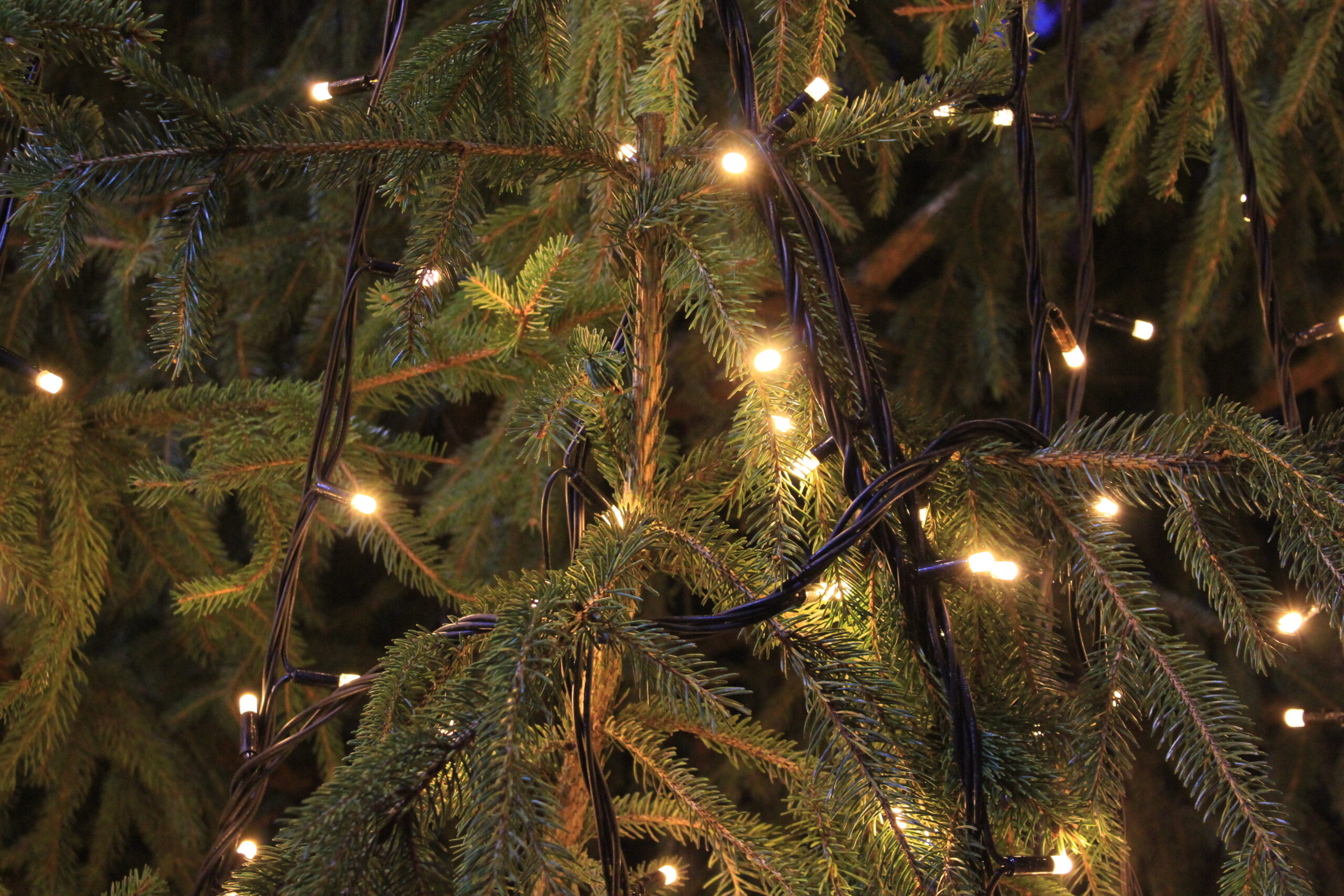 Christmas Tree - Katharine House Hospice