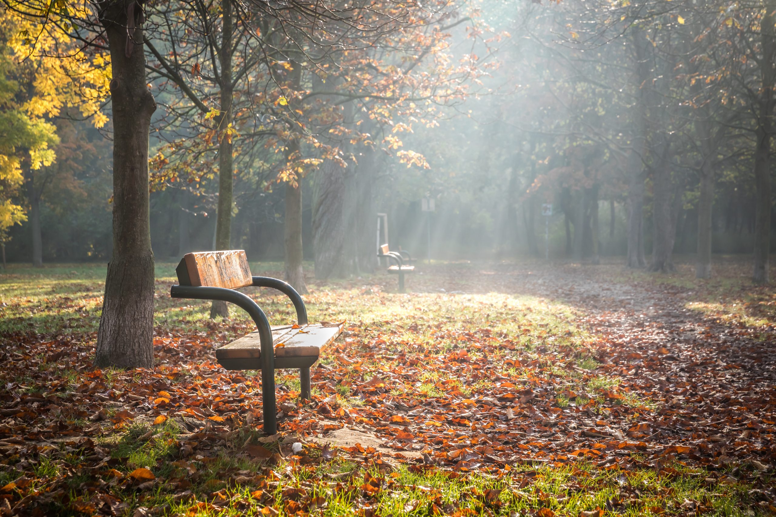 Nicely illuminated lonely park bench on an early foggy morning i