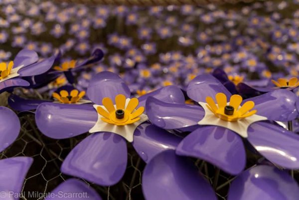 Forget me not flower - Image 2