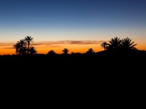 Sunset in the background with the silhouettes of palm trees in the foreground.