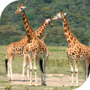 Giraffe Giraffe