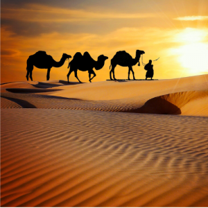 Silhouette of three camels and a person walking across sand dunes in the Sahara, with the Sun setting in the background.