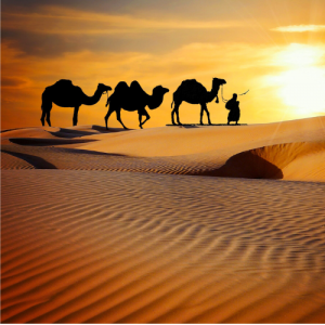 Camels on dunes. Silhouette of three camels and a person walking across sand dunes in the Sahara, with the Sun setting in the background.