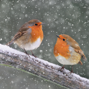 A snowy scene featuring two robins sitting on a branch.