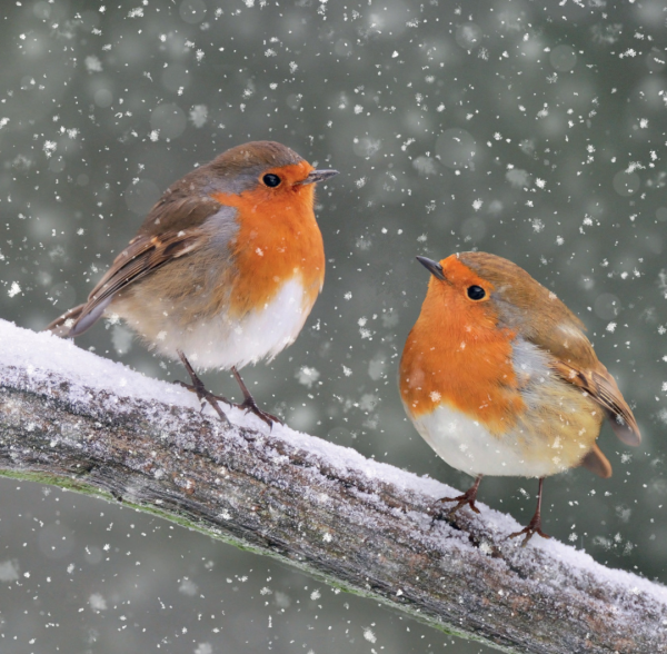 A snowy scene featuring two robins sitting on a branch.