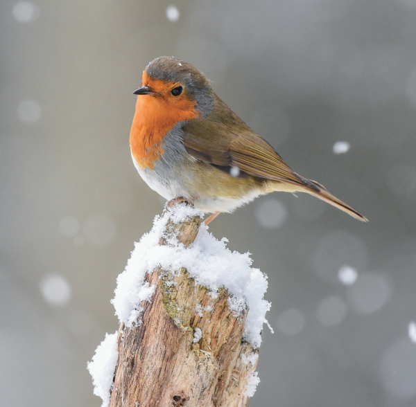 A snowy scene featuring a robin sitting standing on a perch.