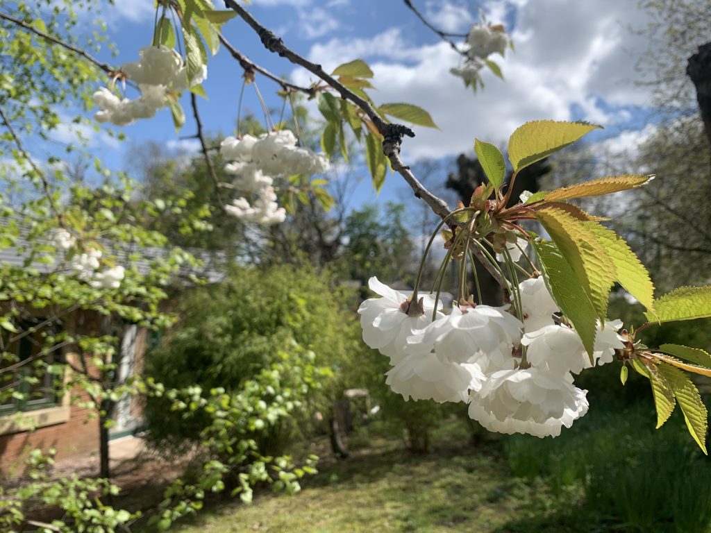 Cherry blossom Cherry blossom in the hospice garden creating a serene and calming atmosphere