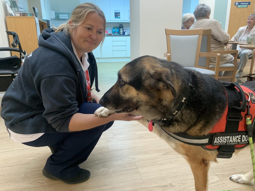 Luna, a German Shepherd-Husky cross, shakes a paw with Stacey, a Student Nursing Associate, during a coffee morning at the hospice.