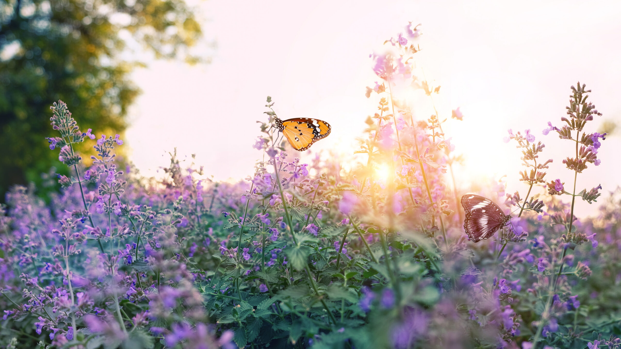 Orange-and-black butterfly rests among purple wildflowers as golden sunlight shines through the meadow, creating a peaceful, calm, summer scene.